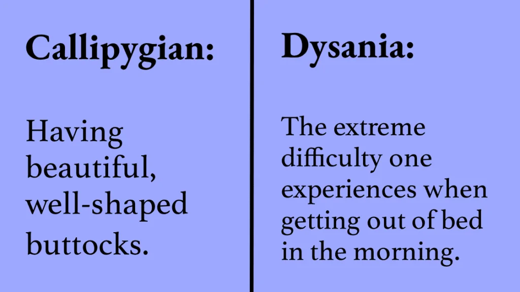 The callipygous (animals 1 and 3) compared with the normal