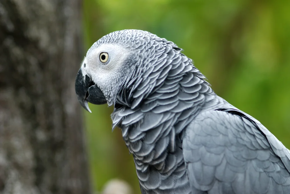 Missing British parrot returns speaking Spanish.